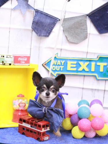 20230418はなちゃん